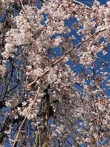 妙泉寺