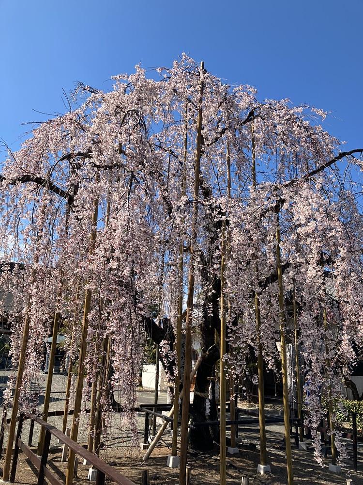 Nさんが投稿した妙泉寺に関する口コミの画像
