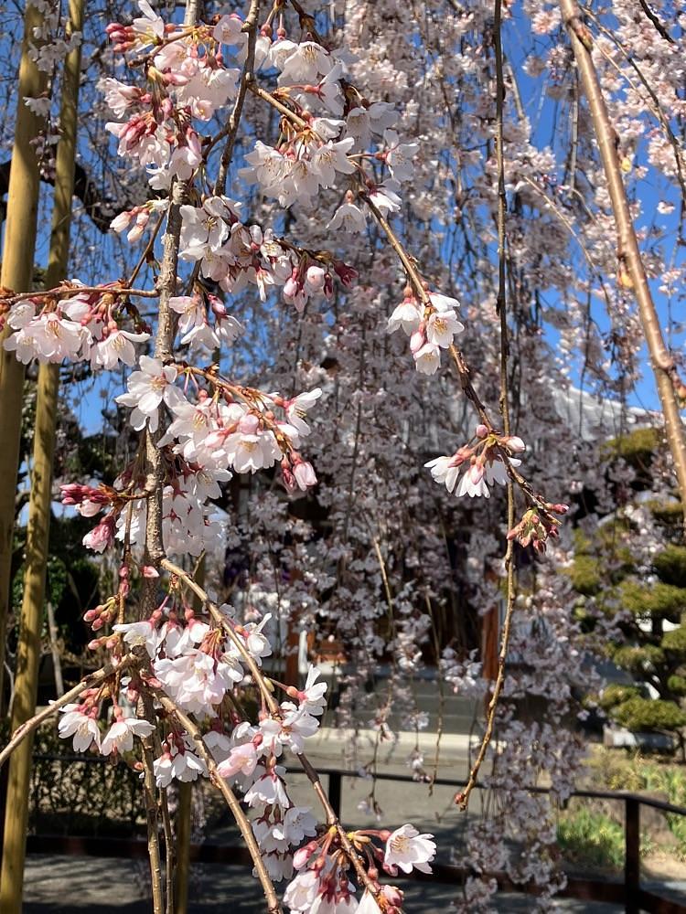 Nさんが投稿した妙泉寺に関する口コミの画像