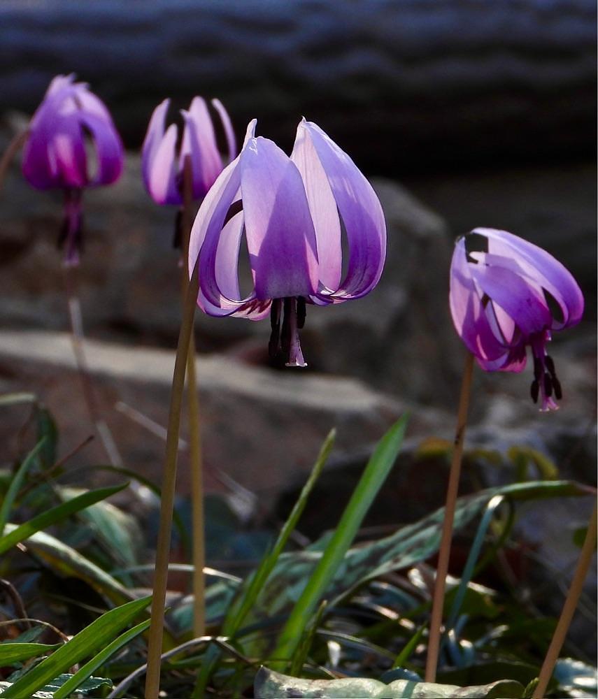 calm_gift_1030さんが投稿した佐野市万葉自然公園かたくりの里に関する口コミの画像