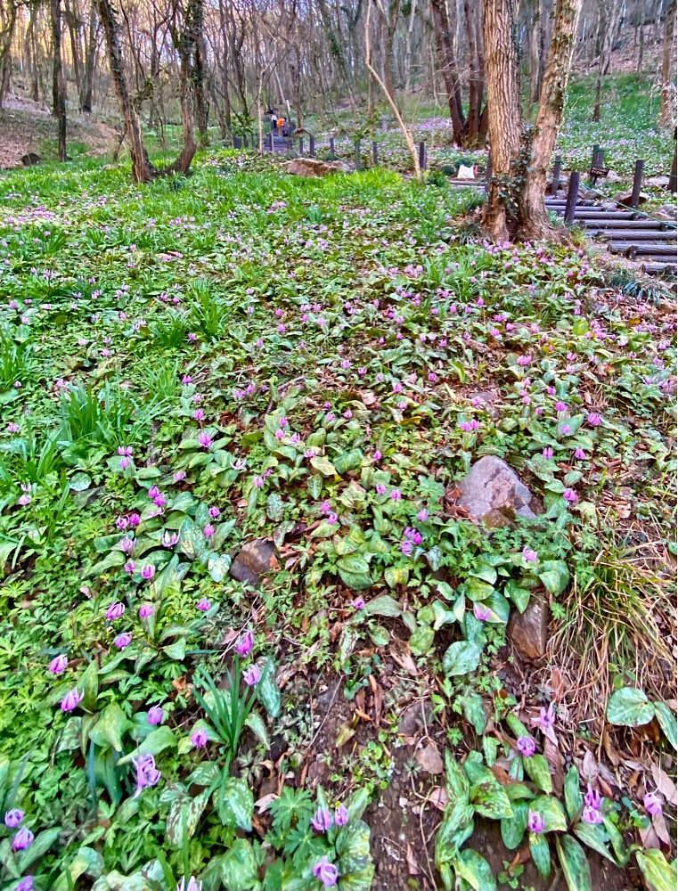 calm_gift_1030さんが投稿した佐野市万葉自然公園かたくりの里に関する口コミの画像