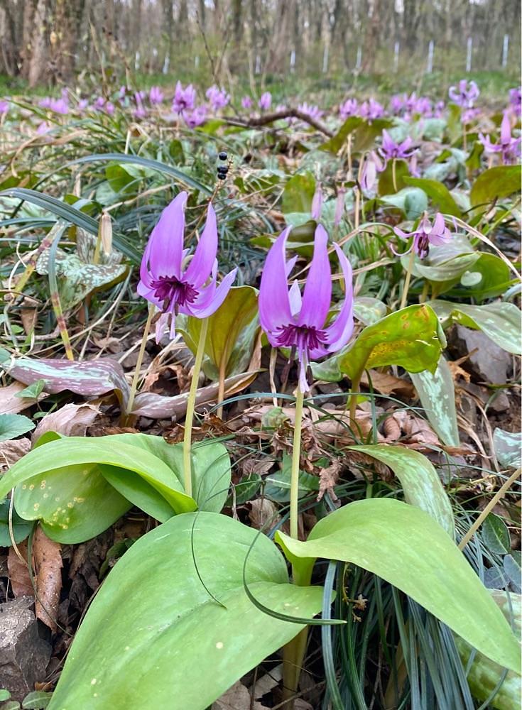 calm_gift_1030さんが投稿した佐野市万葉自然公園かたくりの里に関する口コミの画像