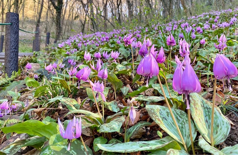 calm_gift_1030さんが投稿した佐野市万葉自然公園かたくりの里に関する口コミの画像