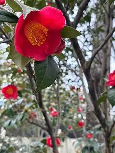 松花堂庭園・美術館