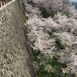 津山城（鶴山公園） 2枚目