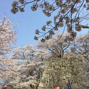 津山城（鶴山公園） 4枚目