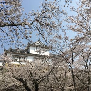 津山城（鶴山公園） 5枚目