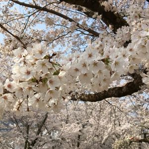 津山城（鶴山公園） 6枚目