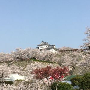 津山城（鶴山公園） 7枚目