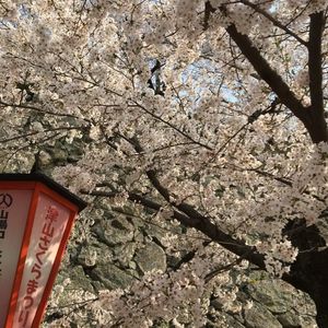 津山城（鶴山公園） 8枚目