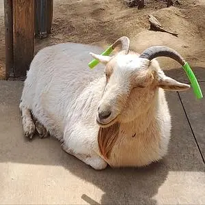 庚申山ミニ動物園