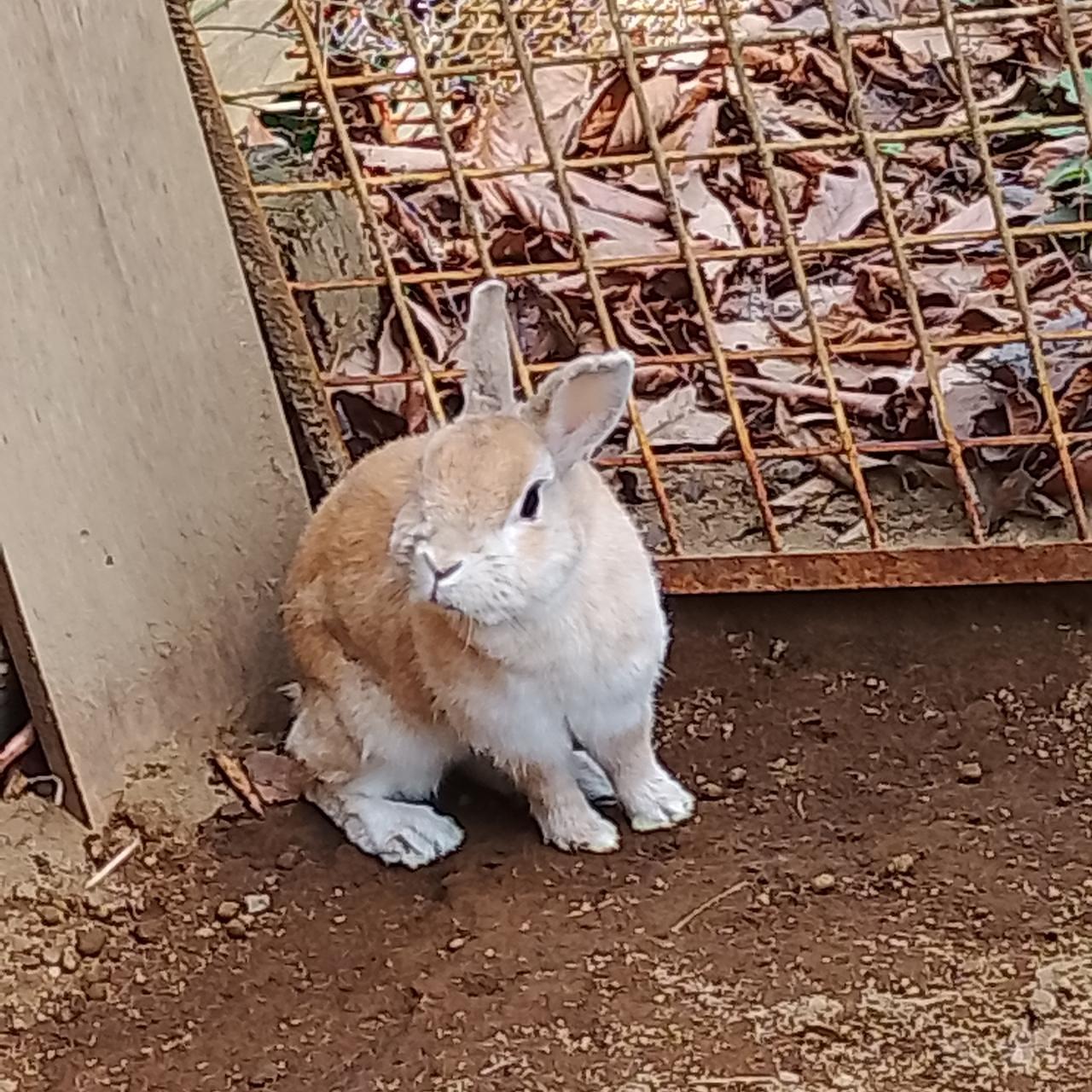 のんびりんこさんが投稿した庚申山ミニ動物園に関する口コミの画像