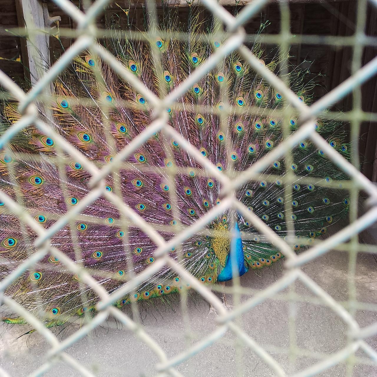 のんびりんこさんが投稿した庚申山ミニ動物園に関する口コミの画像
