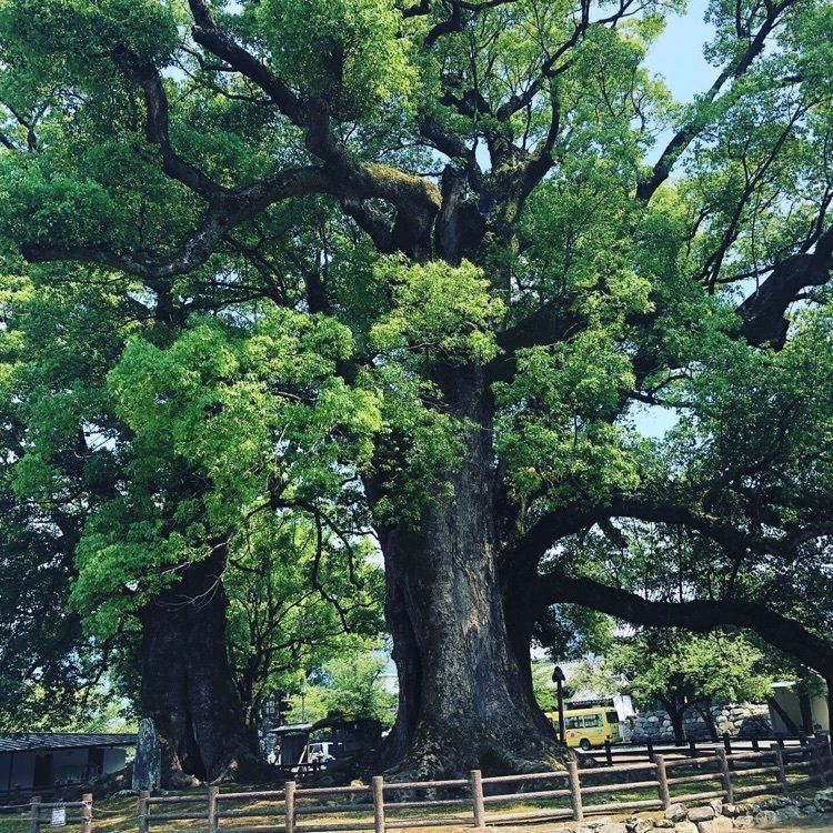 surumeさんが投稿した大善寺玉垂宮に関する口コミの画像