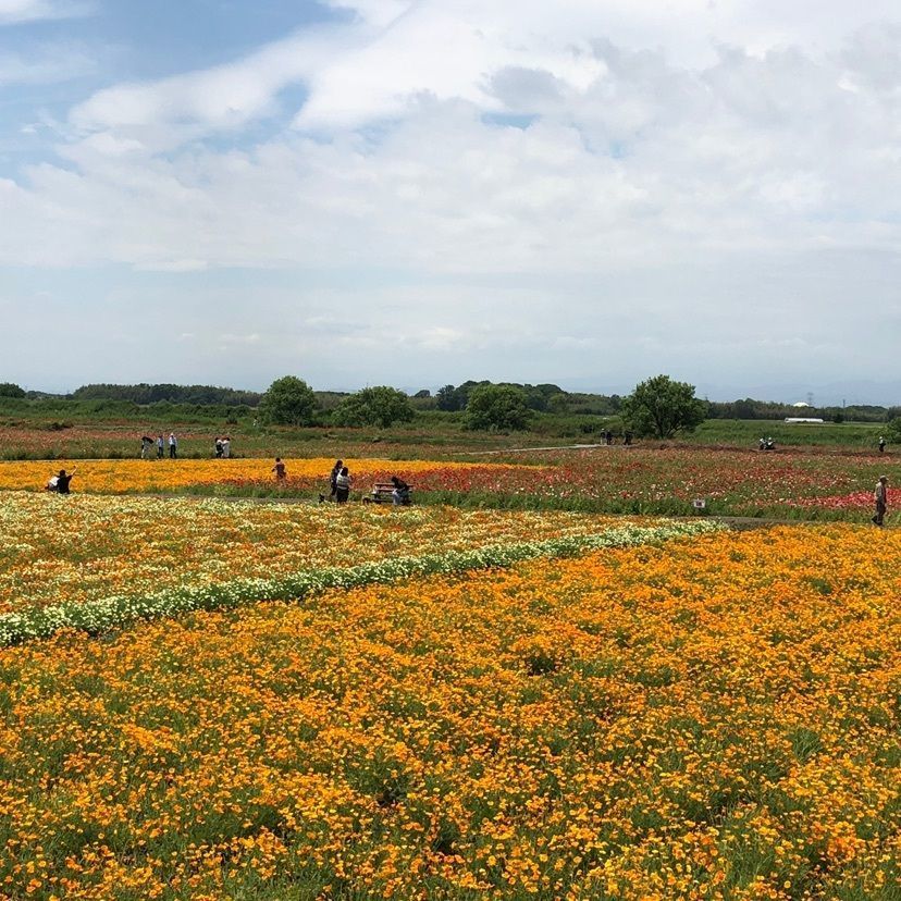 gyuさんが投稿したポピー・ハッピースクエアに関する口コミの画像