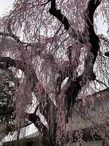 慈雲寺のイトザクラ