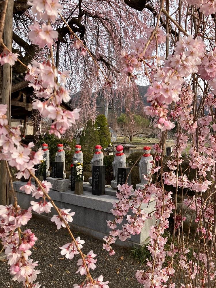Nさんが投稿した周林寺に関する口コミの画像