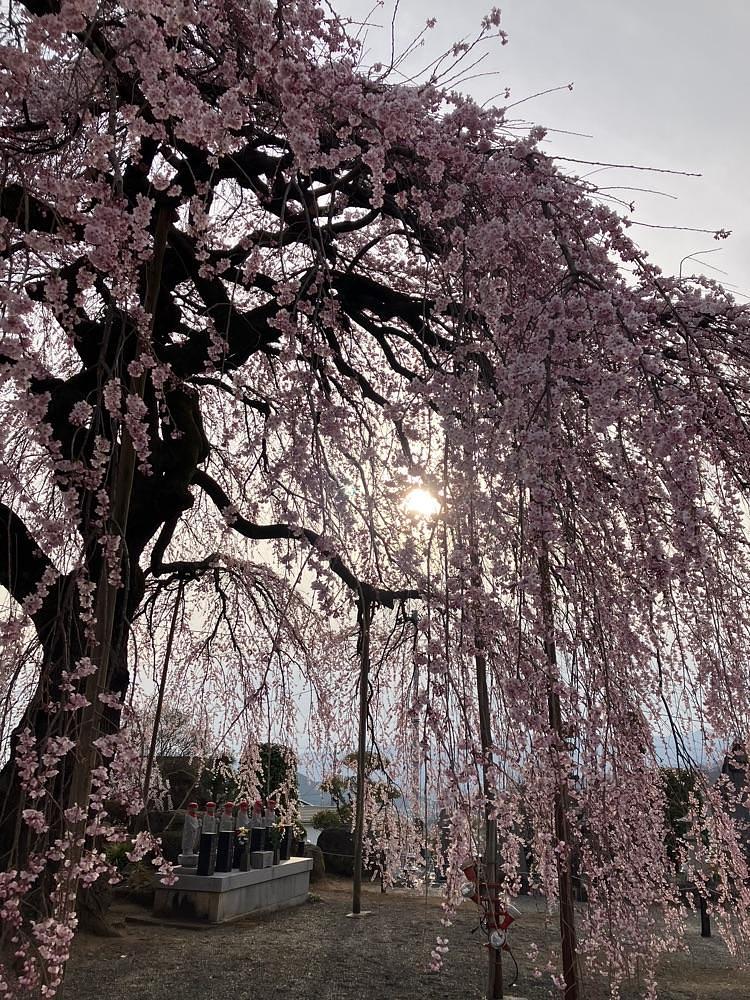 Nさんが投稿した周林寺に関する口コミの画像