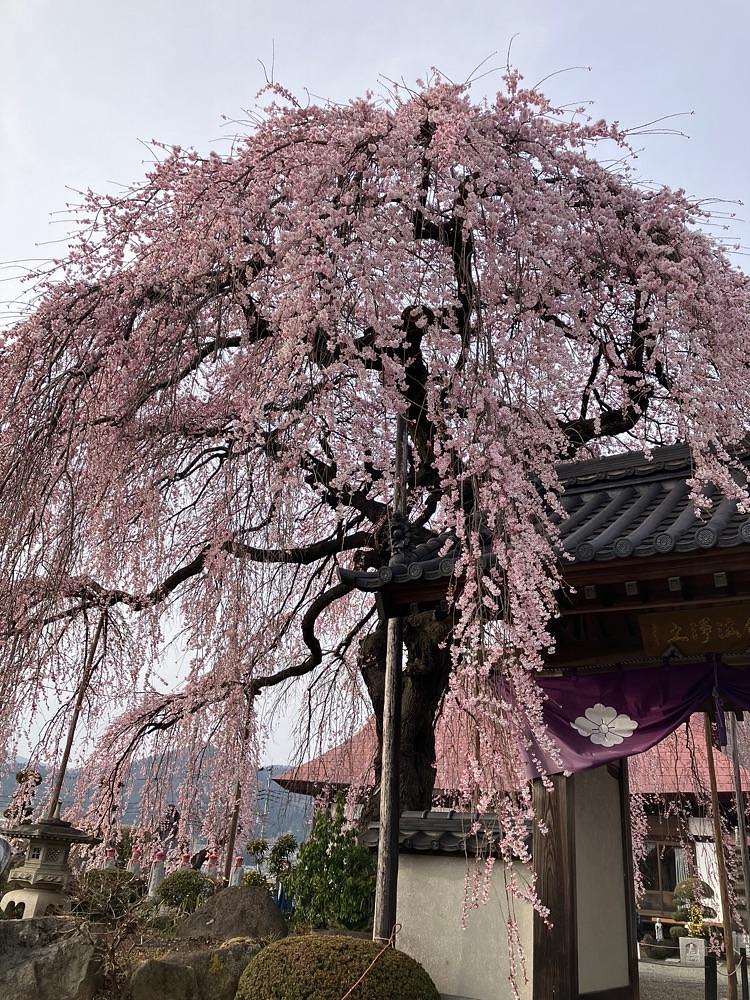 Nさんが投稿した周林寺に関する口コミの画像