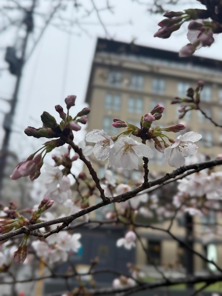 ぺたこ♡さんが投稿したイカリヤ食堂に関する口コミの画像
