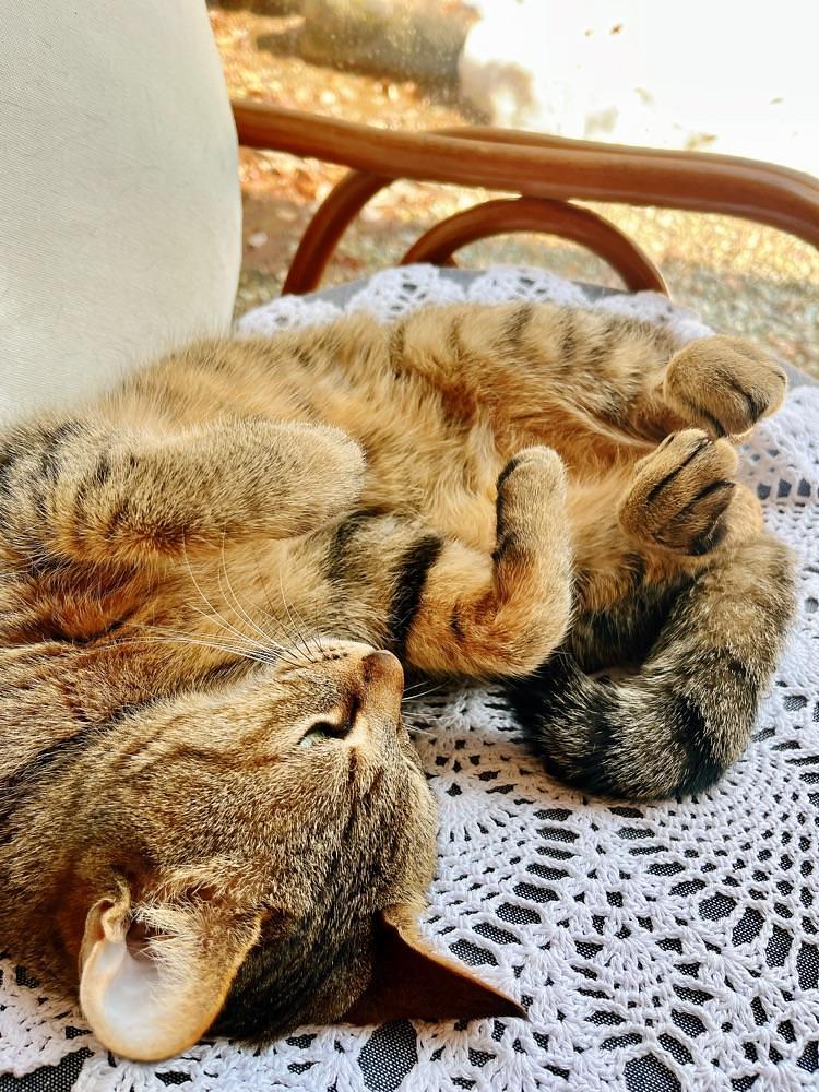 猫なぎ。さんが投稿した赤沢温泉旅館に関する口コミの画像