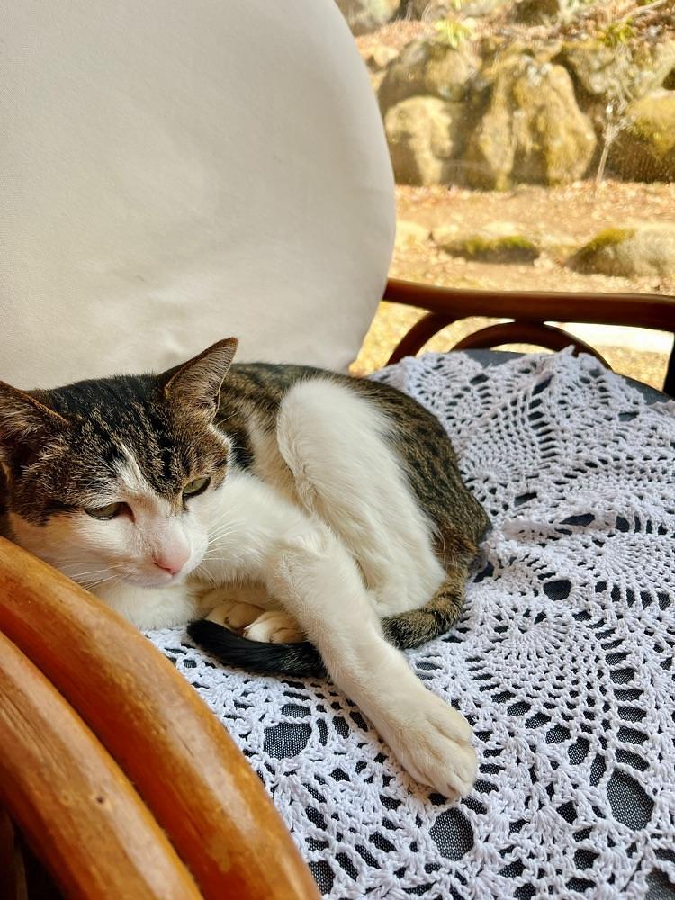 猫なぎ。さんが投稿した赤沢温泉旅館に関する口コミの画像