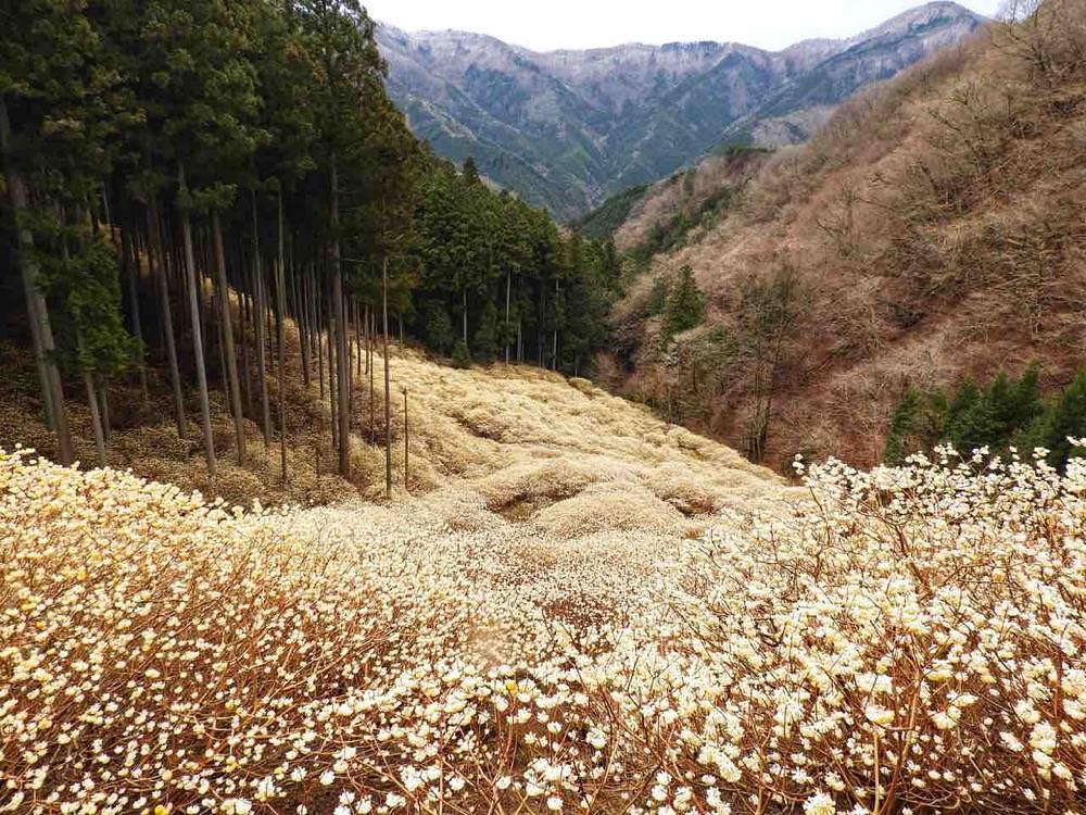 からっ風②さんが投稿した清風園（セイフウエン）に関する口コミの画像