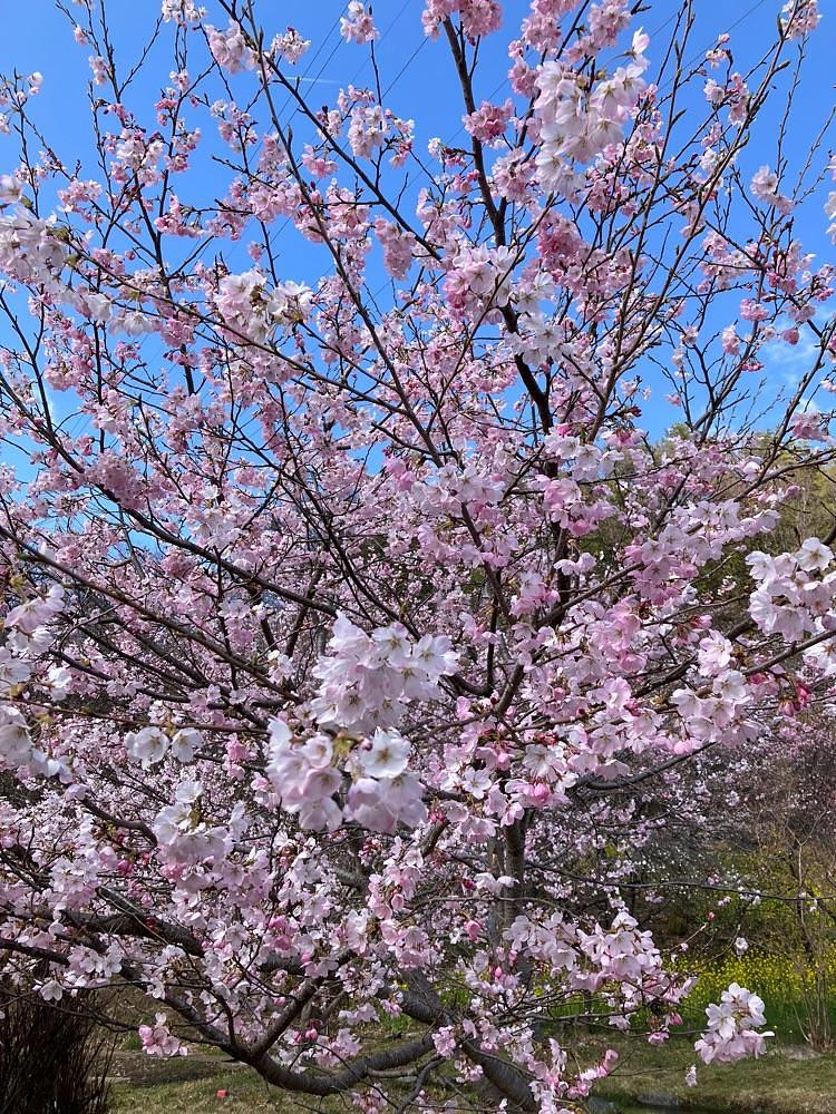 Nさんが投稿した水車の里公園に関する口コミの画像