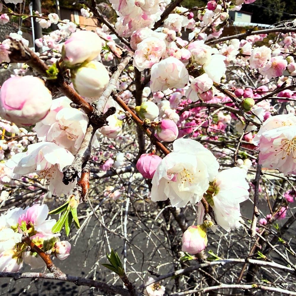 hirokororinさんが投稿した道の駅 天竜相津 花桃の里に関する口コミの画像