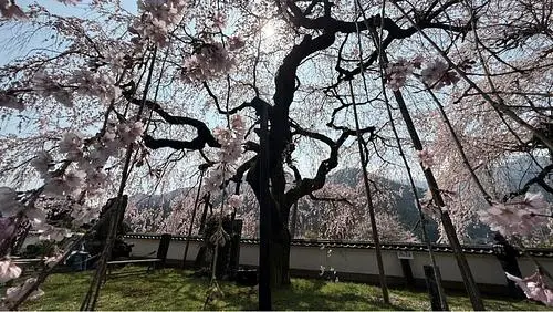 明王寺しだれ桜