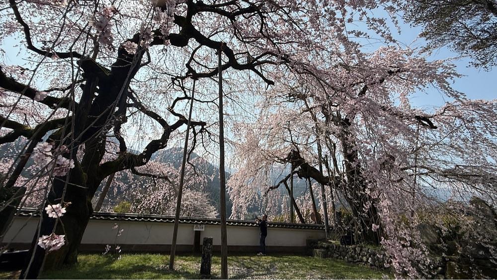 みぃさんが投稿した明王寺しだれ桜に関する口コミの画像