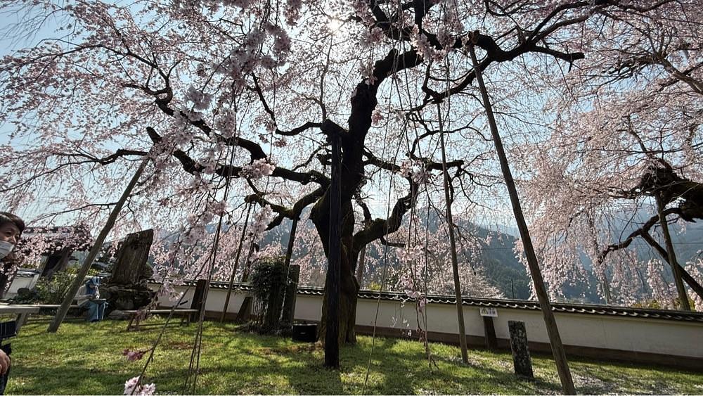 みぃさんが投稿した明王寺しだれ桜に関する口コミの画像