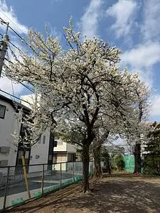 イヨマンテ
