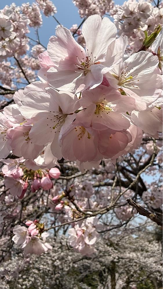 みぃさんが投稿した森本院に関する口コミの画像
