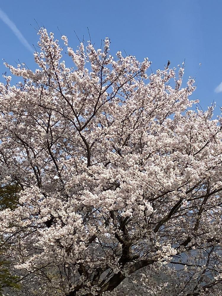 Nさんが投稿した山梨県富士川クラフトパークに関する口コミの画像