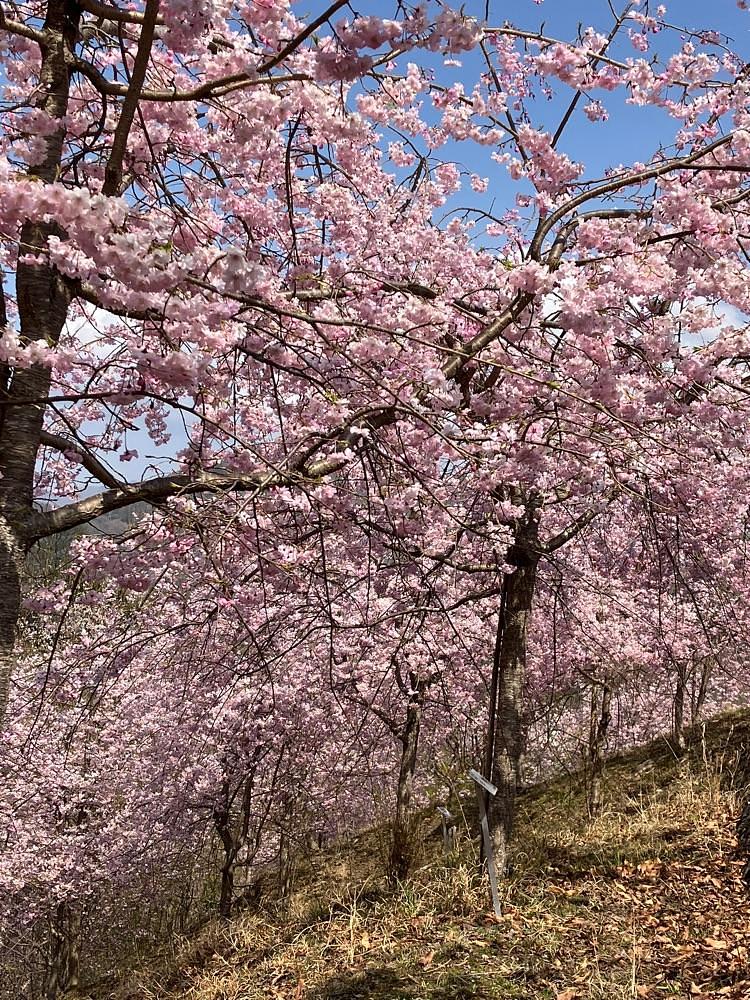 Nさんが投稿した富士川クラフトパークに関する口コミの画像