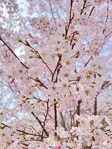 万博記念公園・日本庭園