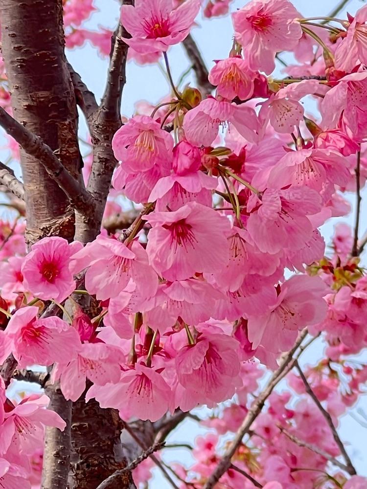 ruujunさんが投稿した万博記念公園・日本庭園に関する口コミの画像
