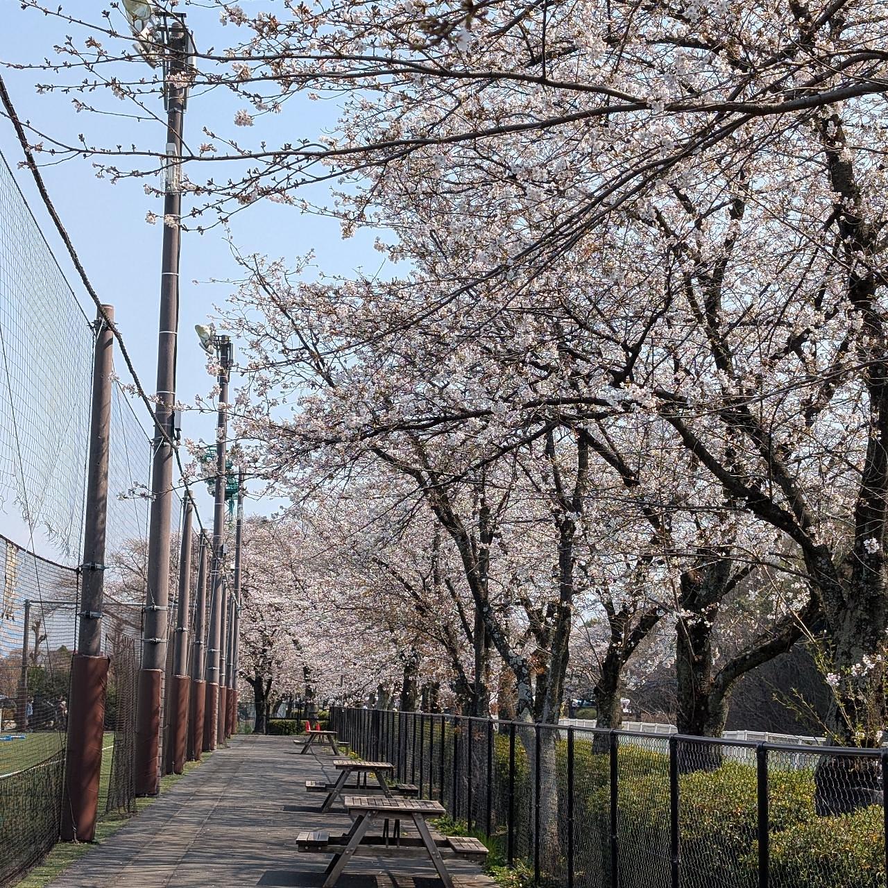Cates (*^o^*)❤️さんが投稿した若泉第一公園・若泉第二公園に関する口コミの画像