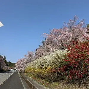 神山さくら街道