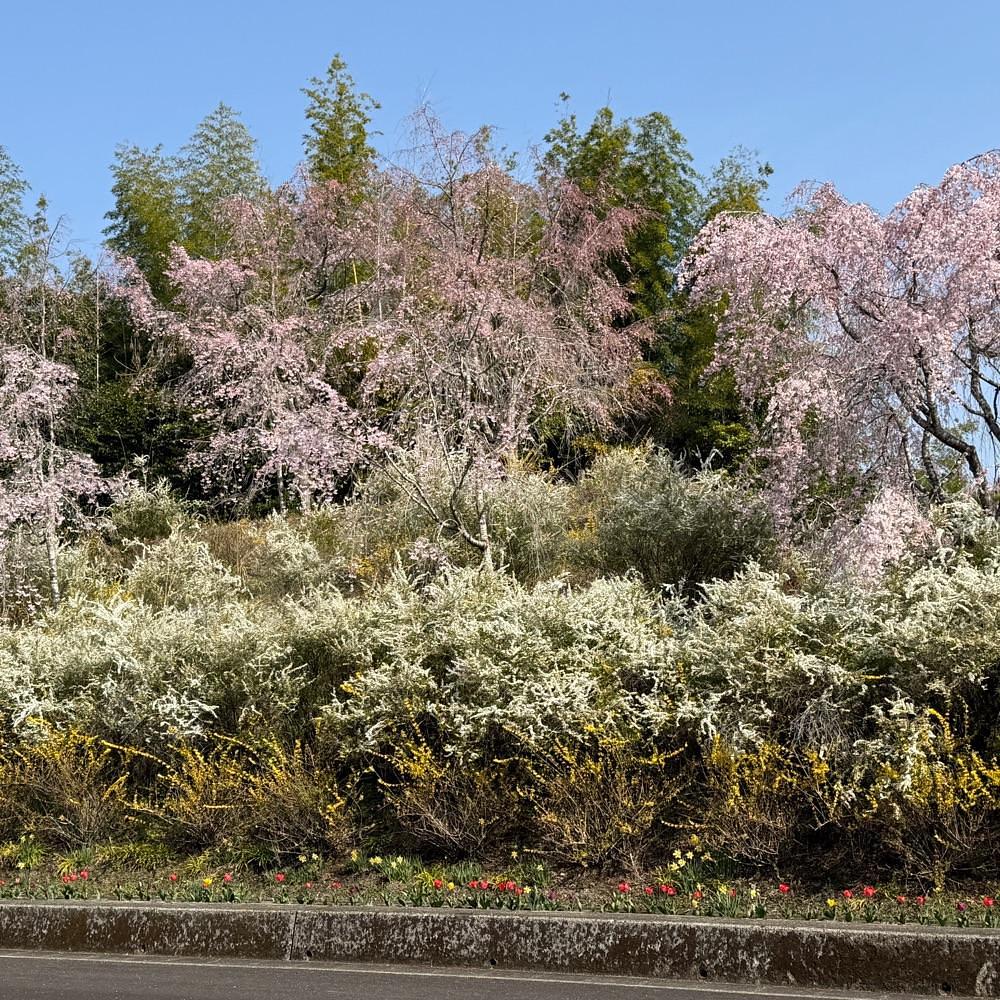 みぃさんが投稿した神山さくら街道に関する口コミの画像