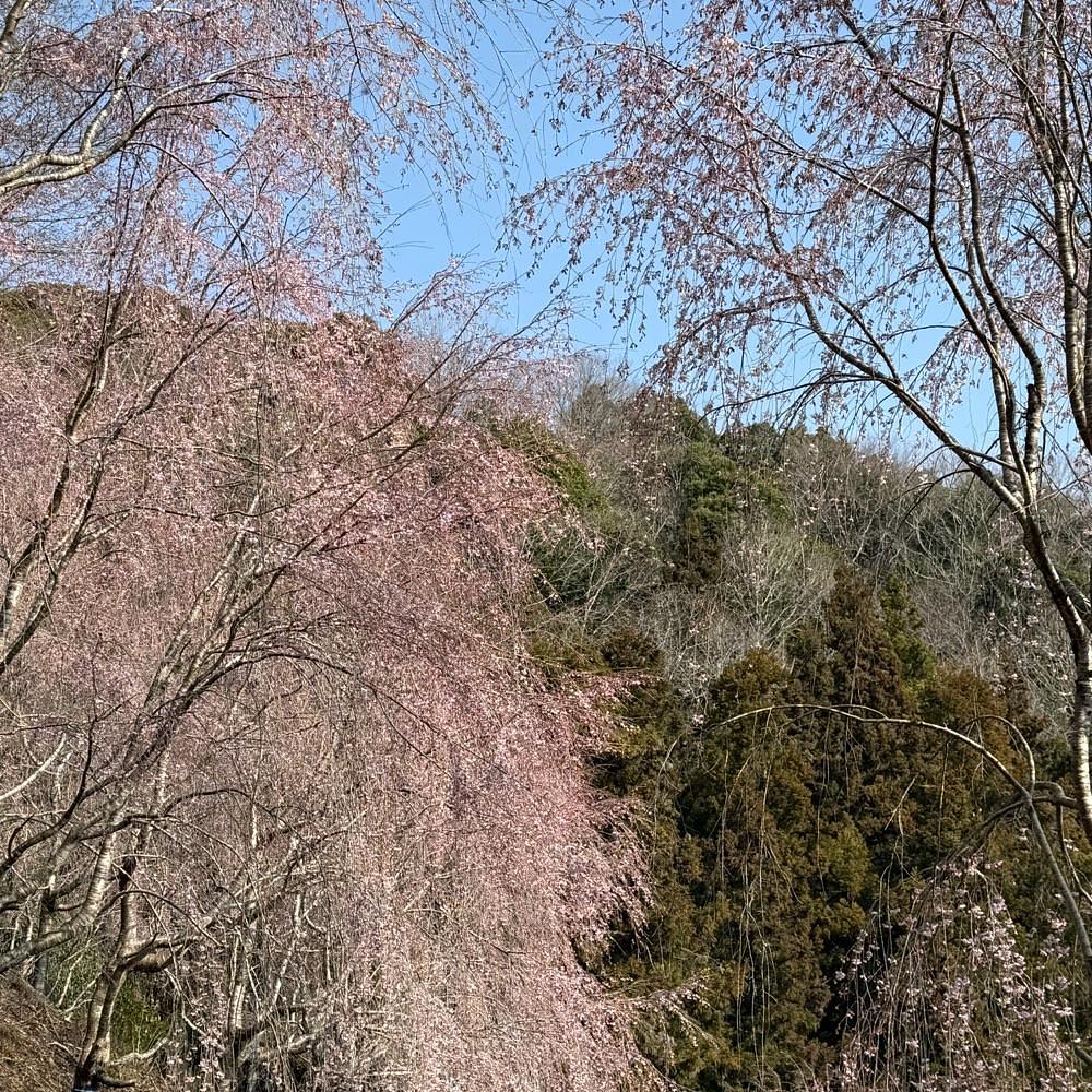 みぃさんが投稿した神山さくら街道に関する口コミの画像