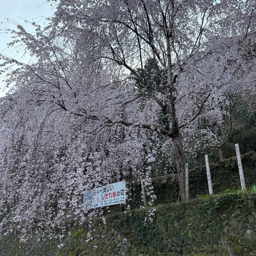 みぃさんが投稿した神山さくら街道に関する口コミの画像