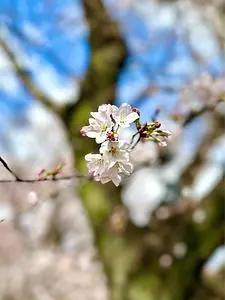 鹿ノ川沼