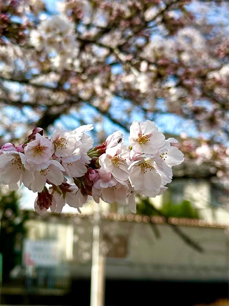 からっ風②さんが投稿した鹿ノ川沼に関する口コミの画像