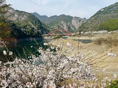 日向神ダム周辺の桜