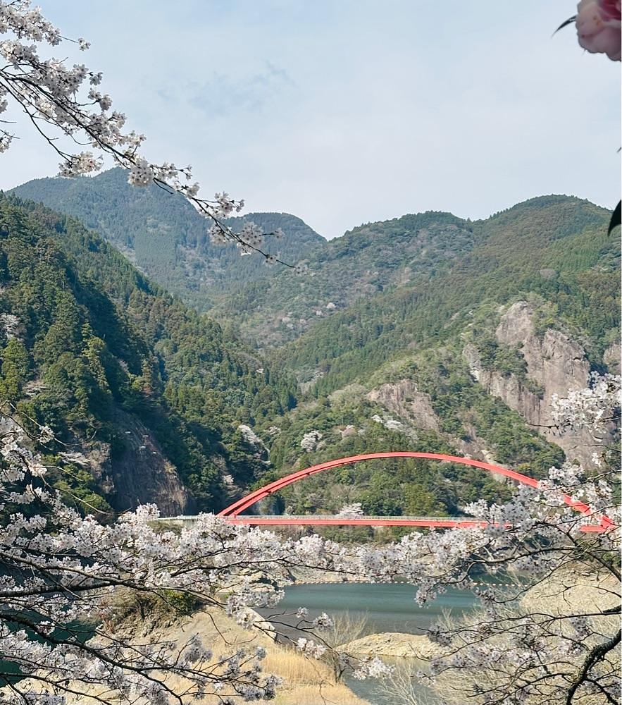 luckyさんが投稿した日向神ダム周辺の桜に関する口コミの画像