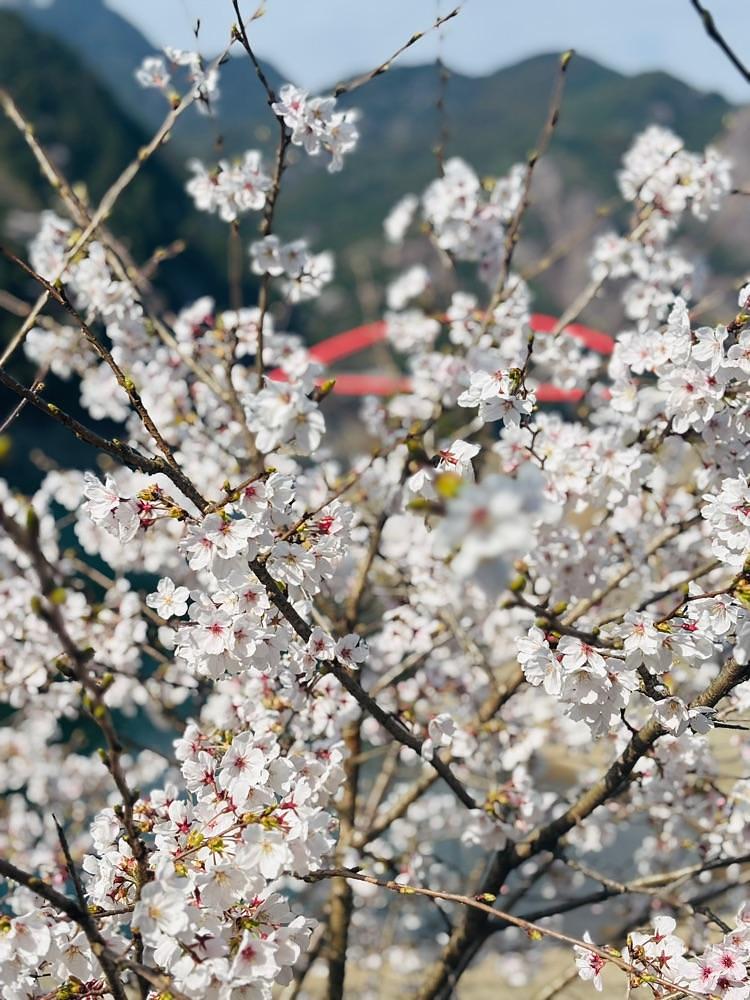 luckyさんが投稿した日向神ダム周辺の桜に関する口コミの画像