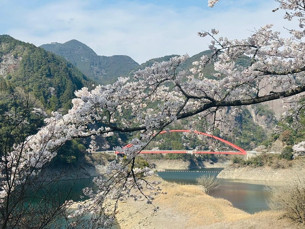 luckyさんが投稿した日向神ダム周辺の桜に関する口コミの画像