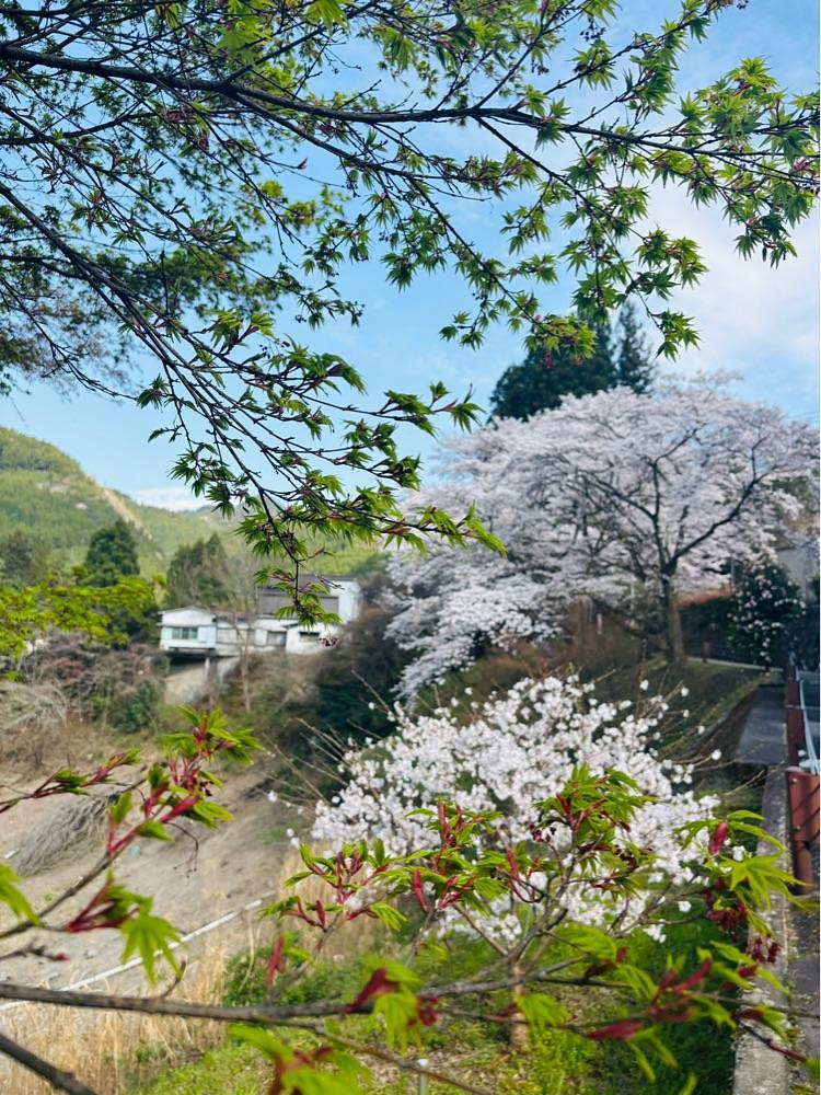 luckyさんが投稿した日向神ダム周辺の桜に関する口コミの画像
